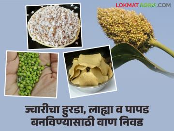 ज्वारीपासून हुरडा, लाह्या व पापड बनवायचे असतील तर करा 'ह्या' तीन वाणांची पेरणी - Marathi News | If you want to make hurda, lahya and papad from jowar, sow these three varieties | Latest News at Lokmat.com