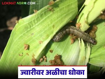 Sorghum Pest Control : ज्वारीवर अळीचा प्रादुर्भाव; उत्पादन वाढीसाठी जाणून घ्या उपायायोजना - Marathi News | latest news Sorghum Pest Control: Worm infestation on sorghum; Know the remedial measures to increase production | Latest News at Lokmat.com