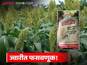Sorghum Seed Issue : सुधारितच्या नावाखाली हायब्रीड? ज्वारी बियाणे वाटपावरून शेतकऱ्यांचा संताप - Marathi News | latest news Sorghum Seed Issue: Hybrid in the name of improved? Farmers angry over distribution of sorghum seeds | Latest News at Lokmat.com