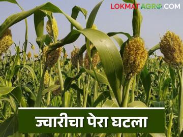 ज्वारीची भाकरी खाणाऱ्यामध्येही मोठी भर पण पेरणीत मात्र मोठी घट - Marathi News | There is also a big increase in those who eat sorghum bhakari, but there is a big decrease in sowing | Latest News at Lokmat.com