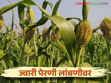 पेरणीपूर्व पावसाचा सुमारे १५ दिवस खंड यंदा ज्वारी पेरणी लांबणीवर - Marathi News | This year, sorghum sowing has been delayed due to a 15 day absence of pre sowing rains | Latest News at Lokmat.com पेरणीपूर्व पावसाचा सुमारे १५ दिवस खंड यंदा ज्वारी पेरणी लांबणीवर - Marathi News | This year, sorghum sowing has been delayed due to a 15 day absence of pre sowing rains | Latest News at Lokmat.com