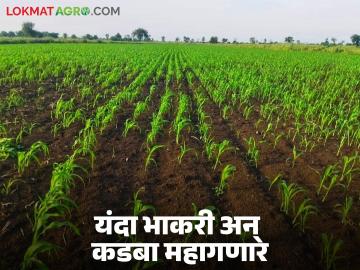 राज्यातील ज्वारीच्या कोठारात पेरणीस मोठा विलंब; यंदा भाकरी आणि कडबा महागणार - Marathi News | Major delay in sowing of sorghum in the state's granary; Bhakri and sorghum dry fodder will be expensive this year | Latest News at Lokmat.com राज्यातील ज्वारीच्या कोठारात पेरणीस मोठा विलंब; यंदा भाकरी आणि कडबा महागणार - Marathi News | Major delay in sowing of sorghum in the state's granary; Bhakri and sorghum dry fodder will be expensive this year | Latest News at Lokmat.com