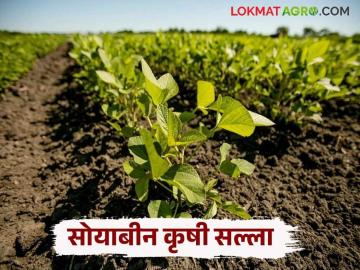 Soyabean Farming : सोयाबीनच्या उत्पादनात घट टाळायची असल्यास 'या' किडींचे नियंत्रण करा - Marathi News | Latest News Soyabean Farm Care Control these pests to avoid a decline in soybean production | Latest News at Lokmat.com