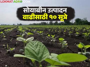 सोयाबीन उत्पादन वाढीसाठी पेरणी अगोदर करायला विसरू नका ह्या १० गोष्टी - Marathi News | Don't forget to do these 10 simple things before sowing to increase soybean production | Latest News at Lokmat.com