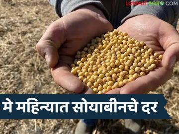 Soyabean Market : सोयाबीनच्या दराची MSP च्या दिशेने वाढ, चालू मे महिन्यात क्विंटलमागे किती रुपये मिळतील! - Marathi News | Latest News Soybean prices increase towards MSP, prices will be higher than MSP this May 2026 | Latest News at Lokmat.com