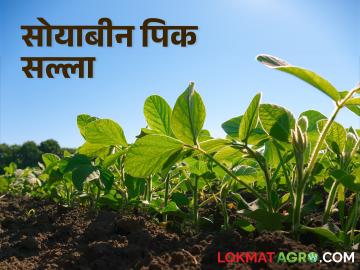 Soybean Pik Salla सद्यस्थितीत सोयाबीन लागवड नियोजन व पिकातील करावयाची कामे - Marathi News | Soybean Pik Salla: Soybean planting planning and work to be done in the current situation | Latest News at Lokmat.com Soybean Pik Salla सद्यस्थितीत सोयाबीन लागवड नियोजन व पिकातील करावयाची कामे - Marathi News | Soybean Pik Salla: Soybean planting planning and work to be done in the current situation | Latest News at Lokmat.com