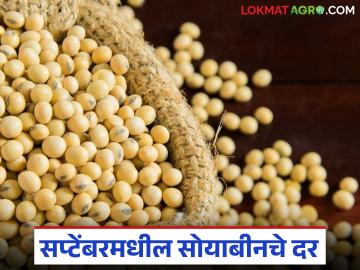 Soyabean Market : चालू सप्टेंबर 2025 मध्ये सोयाबीनचे दर काय राहतील, वाचा सविस्तर - Marathi News | Latest News Soyabean Market What will be the soybean prices in September 2025, read in detail | Latest News at Lokmat.com Soyabean Market : चालू सप्टेंबर 2025 मध्ये सोयाबीनचे दर काय राहतील, वाचा सविस्तर - Marathi News | Latest News Soyabean Market What will be the soybean prices in September 2025, read in detail | Latest News at Lokmat.com