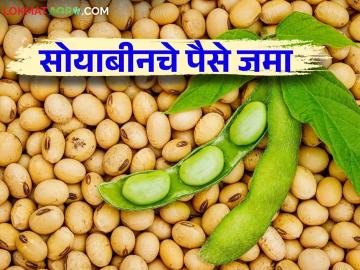 Soybean Kharedi Payment : अखेर सोयाबीन विक्री करणाऱ्या शेतकऱ्याच्या खात्यावर पैसे जमा - Marathi News | Soybean Kharedi Payment : Finally, money is deposited in the account of the farmer who sold soybeans | Latest News at Lokmat.com