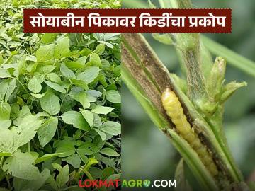 Soyabean Kid : अशी ओळखा सोयाबीनवरील कीड, या कीड रोखण्यासाठी 'हे' पाच उपाय करा  - Marathi News | Latest News Identify the pests on soybeans crop take these five measures to prevent these pests | Latest News at Lokmat.com