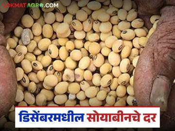 Soyabean Market : 'या' डिसेंबर महिन्यात सोयाबीनला सरासरी काय दर मिळतील? वाचा सविस्तर  - Marathi News | latest News Soyabean Market What will be prices of soybean December 2025 Read in detail | Latest News at Lokmat.com