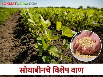Soybean Variety अकोला कृषी विद्यापीठाने विकसित केलेले कमी दिवसात येणारे सोयाबीनचे वाण - Marathi News | A short duration soybean varieties developed by the Akola Agricultural University | Latest News at Lokmat.com Soybean Variety अकोला कृषी विद्यापीठाने विकसित केलेले कमी दिवसात येणारे सोयाबीनचे वाण - Marathi News | A short duration soybean varieties developed by the Akola Agricultural University | Latest News at Lokmat.com