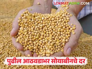 Soyabean Market : पुढील आठवडाभर सोयाबीनचे दर कसे राहतील? वाचा सविस्तर - Marathi News | Latest News Soyabean Market How will soybean prices be for the next week Read in detail | Latest News at Lokmat.com Soyabean Market : पुढील आठवडाभर सोयाबीनचे दर कसे राहतील? वाचा सविस्तर - Marathi News | Latest News Soyabean Market How will soybean prices be for the next week Read in detail | Latest News at Lokmat.com