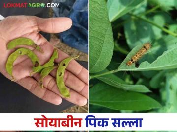 Soybean Crop Management : अतिवृष्टीत सोयाबीन पिकाचे व्यवस्थापन कसे कराल? - Marathi News | Soybean Crop Management: How to manage soybean crop in heavy rain? | Latest News at Lokmat.com