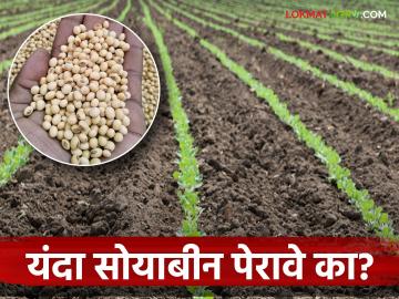 Soybean Lagwad : यंदा सोयाबीनचे लागवड क्षेत्र घटणार; लागवड करावी का नको? - Marathi News | Soybean Lagwad: Soybean cultivation area will decrease this year; Should it be cultivated or not? | Latest News at Lokmat.com Soybean Lagwad : यंदा सोयाबीनचे लागवड क्षेत्र घटणार; लागवड करावी का नको? - Marathi News | Soybean Lagwad: Soybean cultivation area will decrease this year; Should it be cultivated or not? | Latest News at Lokmat.com