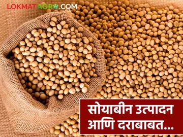 Soyabean Market : यंदा सोयाबीनचे उत्पादन कसे राहील, दर वाढतील का? जाणून घ्या सविस्तर  - Marathi News | Latest News Soyabean crop prediction analysis of soybean sowing and production, market prices in 2025 | Latest News at Lokmat.com