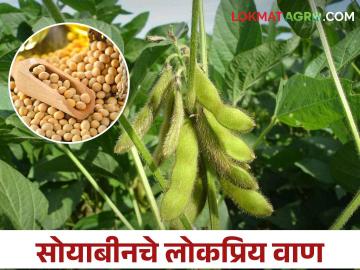Soybean Variety: हे आहेत सोयाबीनचे टॉप १० फेमस वाण, तुम्ही कुठले पेरणार? - Marathi News | Soybean Variety; What are the Top 10 Popular Soybean Varieties? | Latest News at Lokmat.com Soybean Variety: हे आहेत सोयाबीनचे टॉप १० फेमस वाण, तुम्ही कुठले पेरणार? - Marathi News | Soybean Variety; What are the Top 10 Popular Soybean Varieties? | Latest News at Lokmat.com