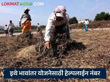 Soyabean Kharedi : 'या' राज्यात भावांतर योजनेंतर्गत सोयाबीन खरेदीला सुरवात, हेल्पलाइन सुरु 