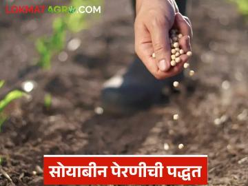 Soybean Sowing Method : सोयाबीन पेरणीसाठी जुनी की नवी पद्धत फायदेशीर? जाणून घ्या सविस्तर  - Marathi News | Latest News Soybean Sowing Method which method use for sowing soybean | Latest News at Lokmat.com