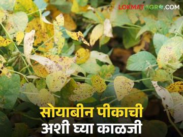 सोयाबीन पिकांवर रोगांचा प्रादुर्भाव; असे करा व्यवस्थापन  - Marathi News | Disease incidence on soybean crops; Do so management  | Latest News at Lokmat.com