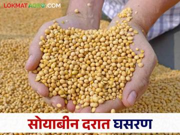 Soyabean Market : हमी भावाची शेतकऱ्यांना डोकेदुखी; उत्पादन खर्च निघेना  - Marathi News | Soyabean Market: Guaranteed price headache for farmers; No production costs  | Latest News at Lokmat.com