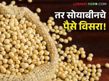 Soyabean Kharedi : सोयाबीन खरेदी केंद्रावर बँकेचा आयएफएससी कोड चुकला, वाचा पुढं काय झालं? - Marathi News | Latest News Soyabean Kharedi The bank's IFSC code was wrong at soybean purchasing center, see details | Latest News at Lokmat.com