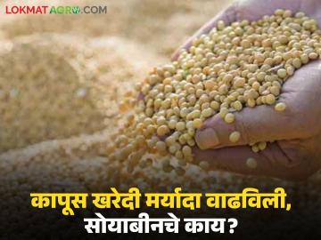 कापूस खरेदी मर्यादा वाढविली, साेयाबीनचे काय? राज्यभर सरसकट एकच अट, वाचा सविस्तर - Marathi News | Latest News Cotton purchase limit increased, what about soybeans Same condition across maharashtra | Latest market-yard News at Lokmat.com