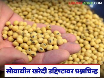 63 दिवसांत 18.18 लाख टन साेयाबीन खरेदी होईल का? मागील वर्षीसारखं करू नका! 63 दिवसांत 18.18 लाख टन साेयाबीन खरेदी होईल का? मागील वर्षीसारखं करू नका!