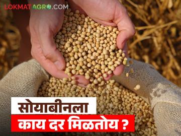 Todays Soyabin Rate : आज पिवळ्या सोयाबीनला जिल्हानिहाय काय दर मिळाले, आवक किती झाली? - Marathi News | Latest News Soyabean Market What was the district-wise price of yellow soybeans today on 18 november Read in detail | Latest News at Lokmat.com Todays Soyabin Rate : आज पिवळ्या सोयाबीनला जिल्हानिहाय काय दर मिळाले, आवक किती झाली? - Marathi News | Latest News Soyabean Market What was the district-wise price of yellow soybeans today on 18 november Read in detail | Latest News at Lokmat.com