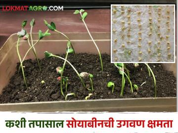 सोयाबीनचं घरचं बियाणं पेरताय; अशी करा उगवण क्षमता चाचणी - Marathi News | Using home grown soybean seeds for sowing ; Do a germination test | Latest News at Lokmat.com सोयाबीनचं घरचं बियाणं पेरताय; अशी करा उगवण क्षमता चाचणी - Marathi News | Using home grown soybean seeds for sowing ; Do a germination test | Latest News at Lokmat.com