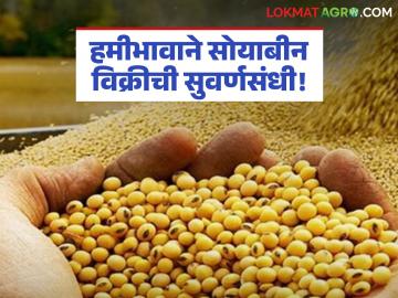 NAFED Soybean Registration : नाफेड नोंदणी प्रक्रियेत शेतकऱ्यांची धावपळ; आधारभूत किमतीवर खरेदी होणार - Marathi News | latest news NAFED Soybean Registration: Farmers rush in NAFED registration process; Purchase will be done at support price | Latest News at Lokmat.com