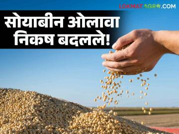 Soybean Procurement : सोयाबीन खरेदीत ओलाव्याचे निकष बदलले, वाचा सविस्तर  - Marathi News | Latest News Soybean Procurement Moisture criteria changed in soybean procurement, read in detail  | Latest News at Lokmat.com