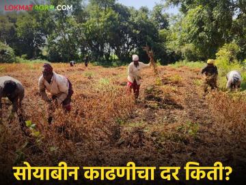 Soyabean Harvesting : एकरी अन् बियाणे बॅग सोयाबीन काढणीची मजुरी किती? जाणून घ्या सविस्तर  - Marathi News | Latest News Soyabean harvesting wages per acre and seed bag Know in detail  | Latest News at Lokmat.com