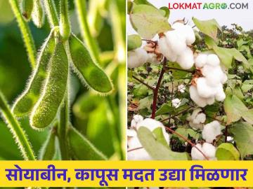 सोयाबीन, कापूस उत्पादक शेतकऱ्यांना उद्या मिळणार हेक्टरी ५००० रुपये - Marathi News | Soybean, cotton farmers will get Rs 5000 per hectare tomorrow | Latest News at Lokmat.com सोयाबीन, कापूस उत्पादक शेतकऱ्यांना उद्या मिळणार हेक्टरी ५००० रुपये - Marathi News | Soybean, cotton farmers will get Rs 5000 per hectare tomorrow | Latest News at Lokmat.com