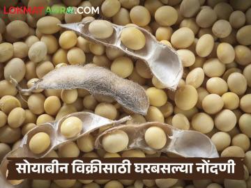सोयाबीन विक्रीसाठी शेतकऱ्यांना प्रथमच मिळणार नॉमिनी सुविधा; कसा होणार फायदा? - Marathi News | Farmers will get nominee facility for the first time for selling soybeans; How will it benefit? | Latest News at Lokmat.com