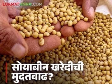 Soyabean Buying Center : सोयाबीन खरेदी मुदतवाढीची घोषणा, पण आदेशच नाहीत, जाणून घ्या सविस्तर  - Marathi News | latest News Soyabean Buying Announcement of extension of soybean procurement deadline No extended know the details | Latest News at Lokmat.com