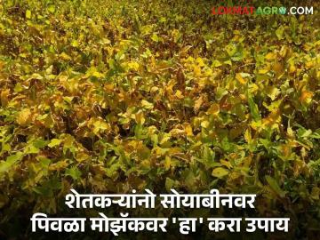 Yellow Mosaic On Soybeans : सोयाबीनवर पिवळा मोझॅक; शेतकऱ्यांनो वेळीच करा 'हे' प्रतिबंध वाचा सविस्तर - Marathi News | Yellow Mosaic On Soybeans : Yellow mosaic on soybeans; Farmers, do it on time, read in detail about this ban | Latest News at Lokmat.com