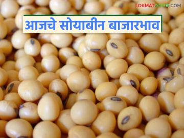 Soybean Bajar Bhav : राज्यात सोयाबीन दरात झपाट्याने बदल; जाणून घ्या आजचे भाव Soybean Bajar Bhav : राज्यात सोयाबीन दरात झपाट्याने बदल; जाणून घ्या आजचे भाव