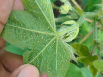 मराठवाड्यात ७ सप्टेबरपर्यंत सरासरीपेक्षा कमी पाऊस; विद्यापीठाने दिलाय हा कृषीसल्ला - Marathi News | Marathwada will receives below average rainfall till September 7; Agro advise for crop management | Latest News at Lokmat.com