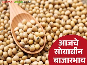Soybean Bajar Bhav : सोयाबीन भावात उसळी; पिवळ्या जातीला सर्वाधिक मागणी वाचा सविस्तर - Marathi News | latest news Soybean Bajar Bhav : Soybean prices surge; Yellow variety in highest demand Read in detail | Latest market-yard News at Lokmat.com