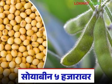 तीन वर्षांत प्रथमच 'या' बाजार समितीत सोयाबीनच्या दराने केला पाच हजाराचा टप्पा पार - Marathi News | For the first time in three years, the price of soybeans in this market committee has crossed the five thousand mark. | Latest News at Lokmat.com