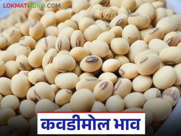 Soybean Market : सोने-चांदीने गाठला उच्चांक; सोयाबीनला मात्र कवडीमोल भाव - Marathi News | Soybean Market : Gold and silver hit record high; Soybean prices remain low | Latest News at Lokmat.com