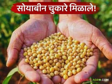 Soybean Procurement Payment : शेतकऱ्यांना दिलासा! नाफेडकडून सोयाबीन चुकारे खात्यात जमा वाचा सविस्तर - Marathi News | latest news Soybean Procurement Payment: Relief for farmers! Soybean procurement payment will be credited to the account of NAFED. Read in detail | Latest News at Lokmat.com