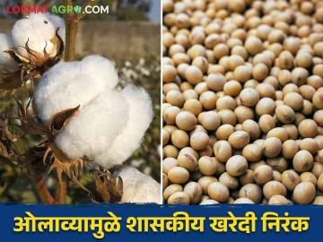 Soybean cotton : सोयाबीनच्या हमीभावात 'पाप'; कापसाचे होणार तरी काय? वाचा सविस्तर - Marathi News | Soybean cotton : At the Government Soybean Collection Centre | Latest News at Lokmat.com Soybean cotton : सोयाबीनच्या हमीभावात 'पाप'; कापसाचे होणार तरी काय? वाचा सविस्तर - Marathi News | Soybean cotton : At the Government Soybean Collection Centre | Latest News at Lokmat.com