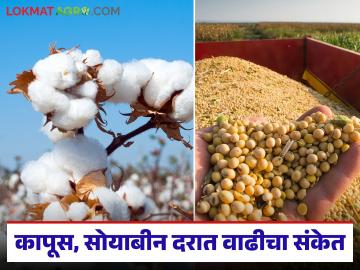 Shetmal Bajarbhav : बाजारभावात हलचल; कापूस,सोयाबीन दरात वाढीचा संकेत वाचा सविस्तर - Marathi News | latest news Shetmal Bajarbhav: Market prices are fluctuating; Read details of indications of increase in cotton and soybean prices | Latest News at Lokmat.com