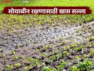 Soybean Crop Management : सोयाबीन शेतकऱ्यांसाठी अलर्ट; पावसात पिकाचे रक्षण करण्याचे तज्ज्ञांचे खास मार्गदर्शन - Marathi News | latest news Soybean Crop Management: Alert for soybean farmers; Special guidance from experts to protect crops during rains | Latest News at Lokmat.com