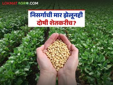 Soybean Kharedi: निसर्गाची मार झेलूनही दोषी शेतकरीच? नाफेडच्या अटींनी सोयाबीन उत्पादक हैराण वाचा सविस्तर - Marathi News | latest news Soybean Kharedi: Farmers are to blame despite facing the brunt of nature? Soybean producers are shocked by NAFED's conditions. Read in detail | Latest News at Lokmat.com