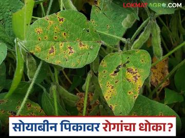 Soybean Crop Protection : सोयाबीन पीक सुरक्षित ठेवण्यासाठी शेतकऱ्यांनी 'या' उपाययोजनांचा अवलंब करा - Marathi News | latest news Soybean Crop Protection: Farmers should adopt these measures to protect soybean crops | Latest News at Lokmat.com Soybean Crop Protection : सोयाबीन पीक सुरक्षित ठेवण्यासाठी शेतकऱ्यांनी 'या' उपाययोजनांचा अवलंब करा - Marathi News | latest news Soybean Crop Protection: Farmers should adopt these measures to protect soybean crops | Latest News at Lokmat.com