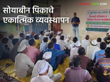Crop Management : सोयाबीन पिकाचे एकात्मिक व्यवस्थापन कसे करावे? जाणून घ्या सविस्तर - Marathi News | Latest News How to do integrated management of soybean crop? Know in detail | Latest News at Lokmat.com Crop Management : सोयाबीन पिकाचे एकात्मिक व्यवस्थापन कसे करावे? जाणून घ्या सविस्तर - Marathi News | Latest News How to do integrated management of soybean crop? Know in detail | Latest News at Lokmat.com