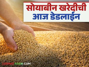 Soybean Purchase Deadline: हजारो शेतकऱ्यांचे सोयाबीन घेणार का? आज आहे डेडलाईन वाचा सविस्तर - Marathi News | Soybean Purchase Deadline: latest news Will soybeans from thousands of farmers be purchased? Today is the deadline, read in detail | Latest News at Lokmat.com