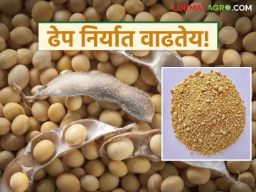 Soybean Market : जागतिक बाजारातून दिलासा; ढेप निर्यातीमुळे सोयाबीनला आधार - Marathi News | latest news Soybean Market: Relief from global market; Soybean supported by surplus exports | Latest market-yard News at Lokmat.com